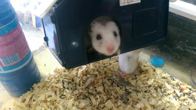 Vendo hamsters