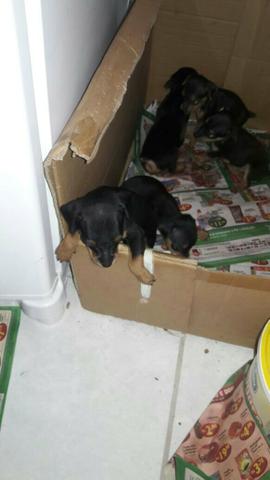 Vendo pinscher