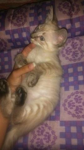 Adoção de gatinhos