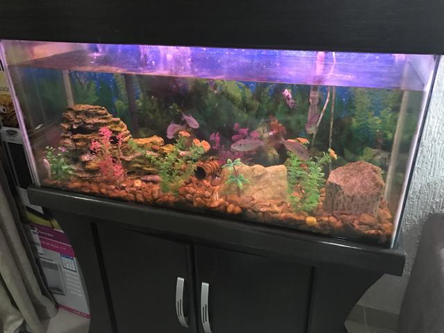 Aquário 1 metro com capacidade 200litros