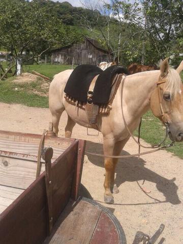 Baio ruano crioulo com quarto de milha