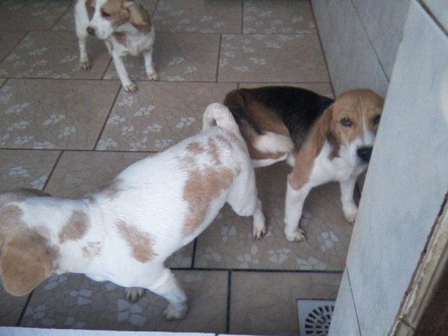 Beagle,femea tricolor,gravida de 2 cria,otima barriga,51
