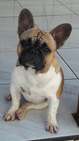 Bulldogue francês