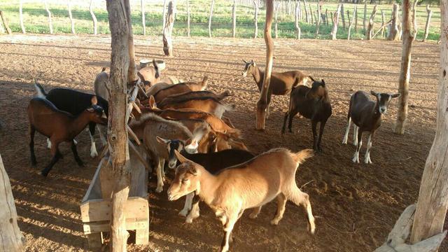 Cabras Toggy e Pardo Alpino