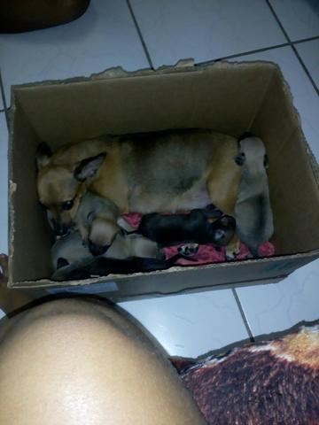 Chihuahua número (1)