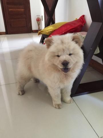 Chow-chow tem conversa