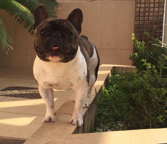 Disponível para cobertura bull. Frances