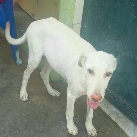 Doação de cachorra