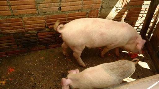 Doação de casal de porcos