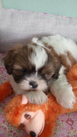 Lhasa macho brinde uma cama