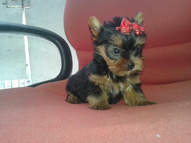 Linda Fêmea De Yorkshire Micriquinha 