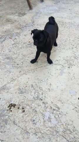 Pug casal nao sao irmao com peedigre