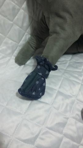 Roupa para cães e gatos (sapato)