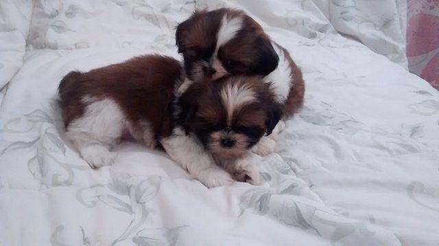 Shih Tzu fêmeas