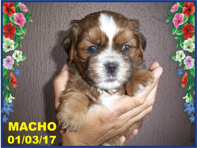 Shih-Tzus Fêmea e Machos Parcelados em Até 12x no Cartão