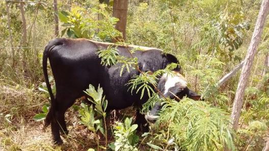 Vaca Jersey-holandesa e Mini touro jersey