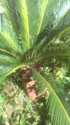 Vendo Palmeira Cica