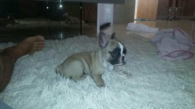Vendo bulldog Francês fêmea
