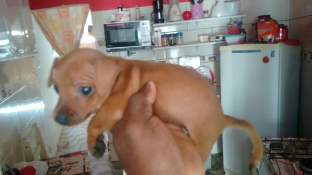 Vendo duas pinscher 02 baixei pra vende