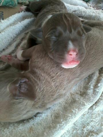 Vendo, oportunidade, promoção, urgente cachorro pit