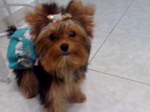 Yorkshire Terrier DOAÇÃO