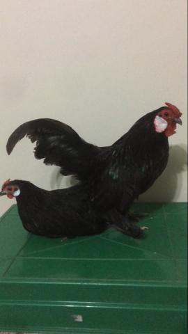 Aves ornamentais (galinhas se raça pura)