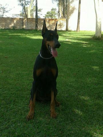 Cachorro dog puríssimo