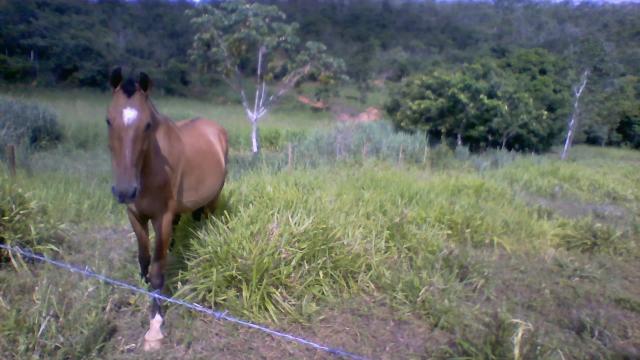 Cavalo mangolino loubuno