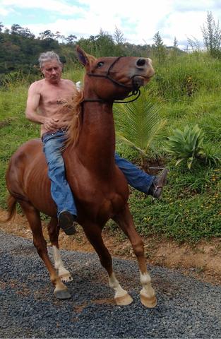 Cavalo quarto de milha com Ingles