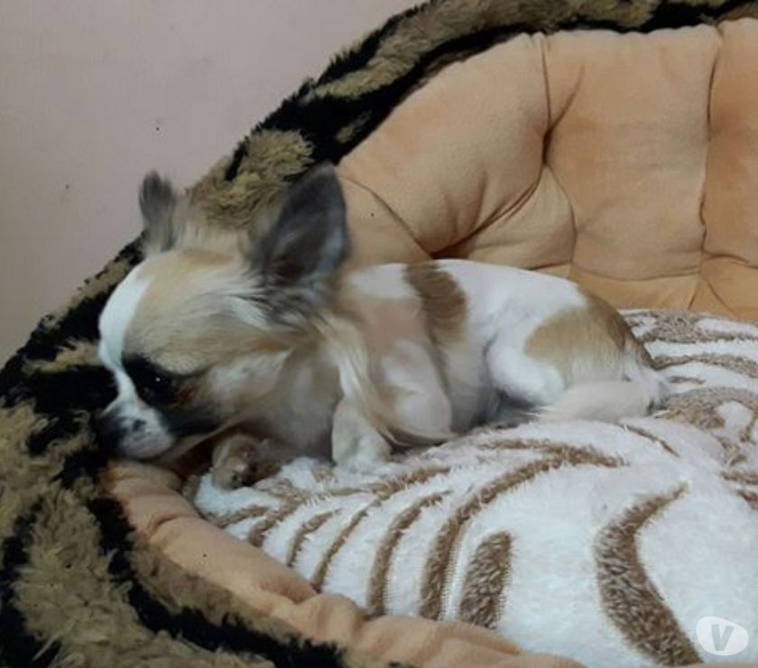 Chihuahua Fêmea pelo longo c Adulta c 1 ano