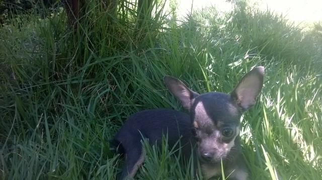 Chihuahua pequenos para companhia