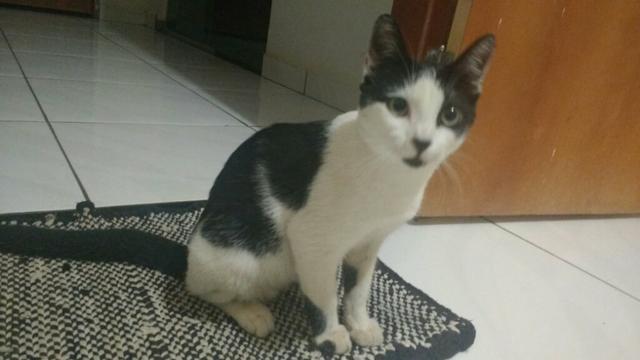 Doa se, Gato Macho com 3/4 meses,Bastante dócil !