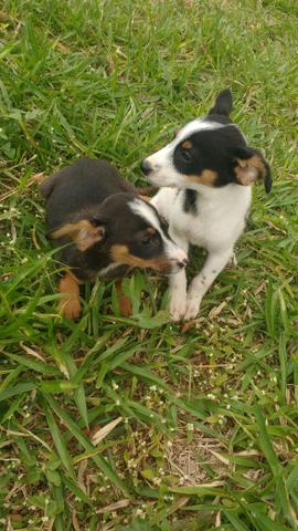 Fox paulistinha  cada