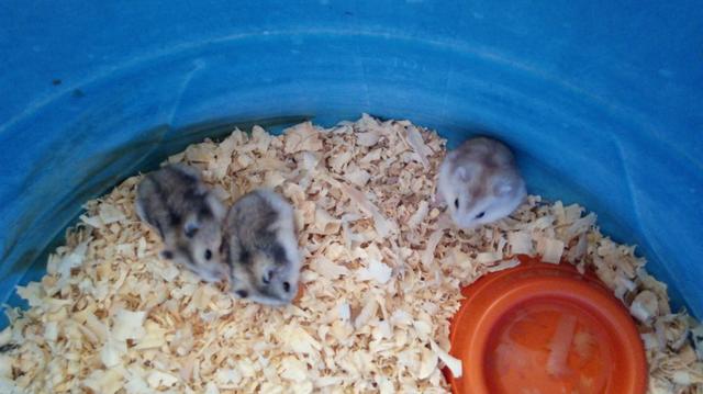 Hamister anão russo