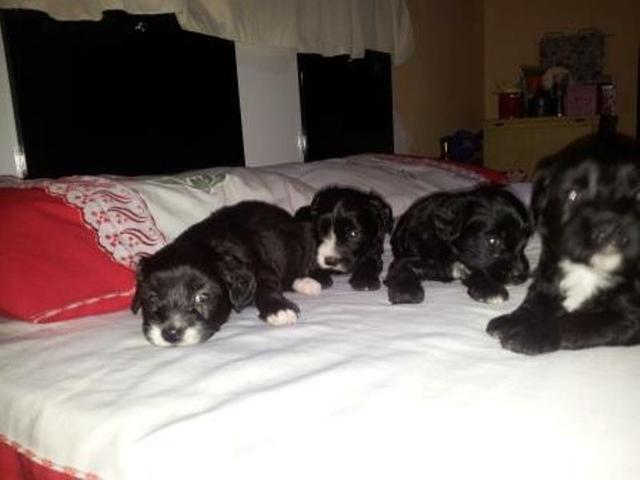 Lhasa Apso mestiço com poldo