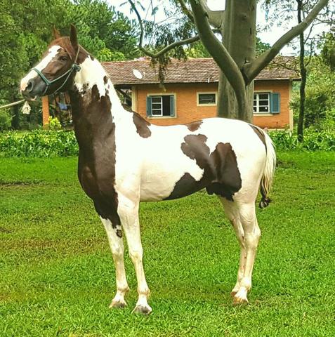Mangalarga paulista pampa