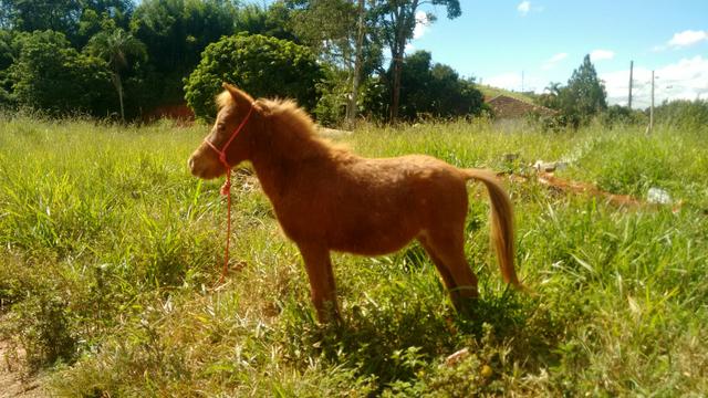 Mini pônei