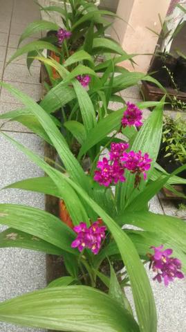 Orquídea Terrestre Roxa