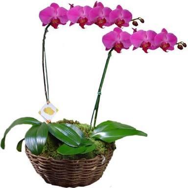 Orquídea natural orquideas
