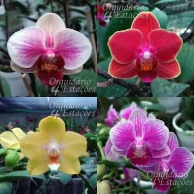 Orquideas Orquídea
