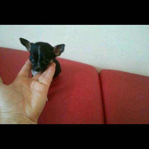 Pinscher 00 