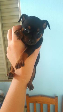 Pinscher femea