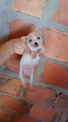 Pinscher miniatura 12x no cartões entrega grátis