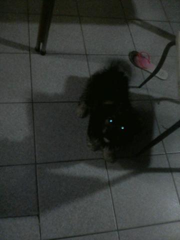 Poodle com vira lata / idade 4meses fêmea