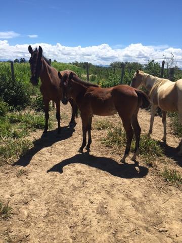 Potra quarto de Milha