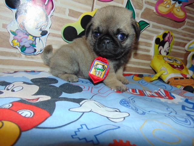 Pug macho pedigree/vacina