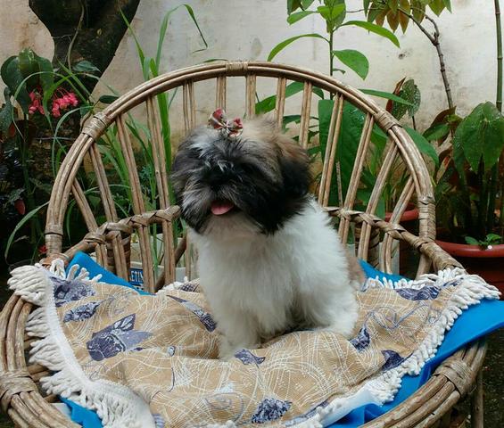 Shih tzu