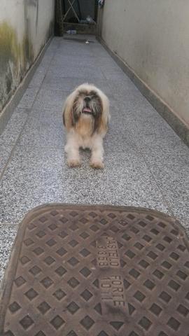 Shih tzu