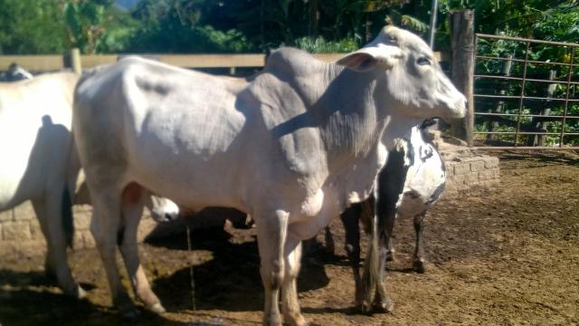 Touro nelore.touro cruzado