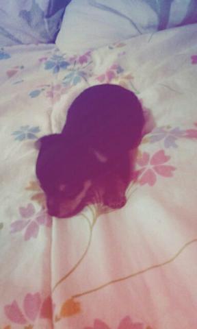 Vender pinscher puro número 1